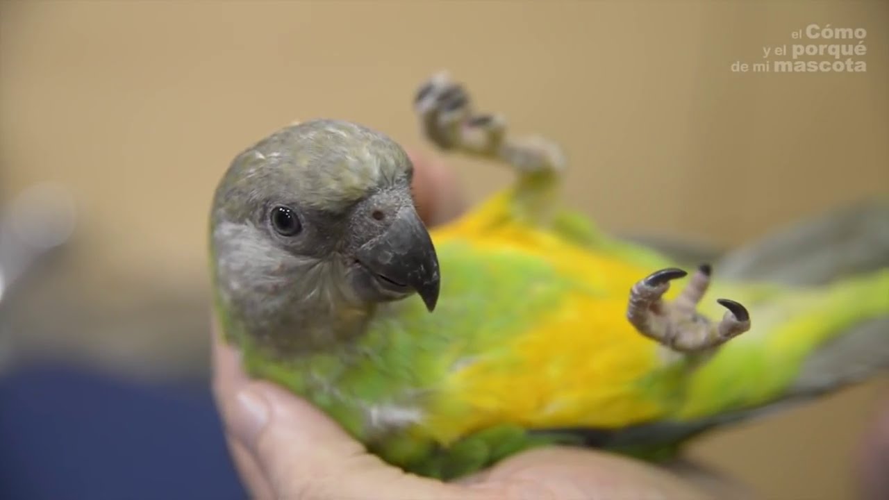 PTAKI &ndash; Afrykanka ognistobrzucha (Poicephalus senegalus)
