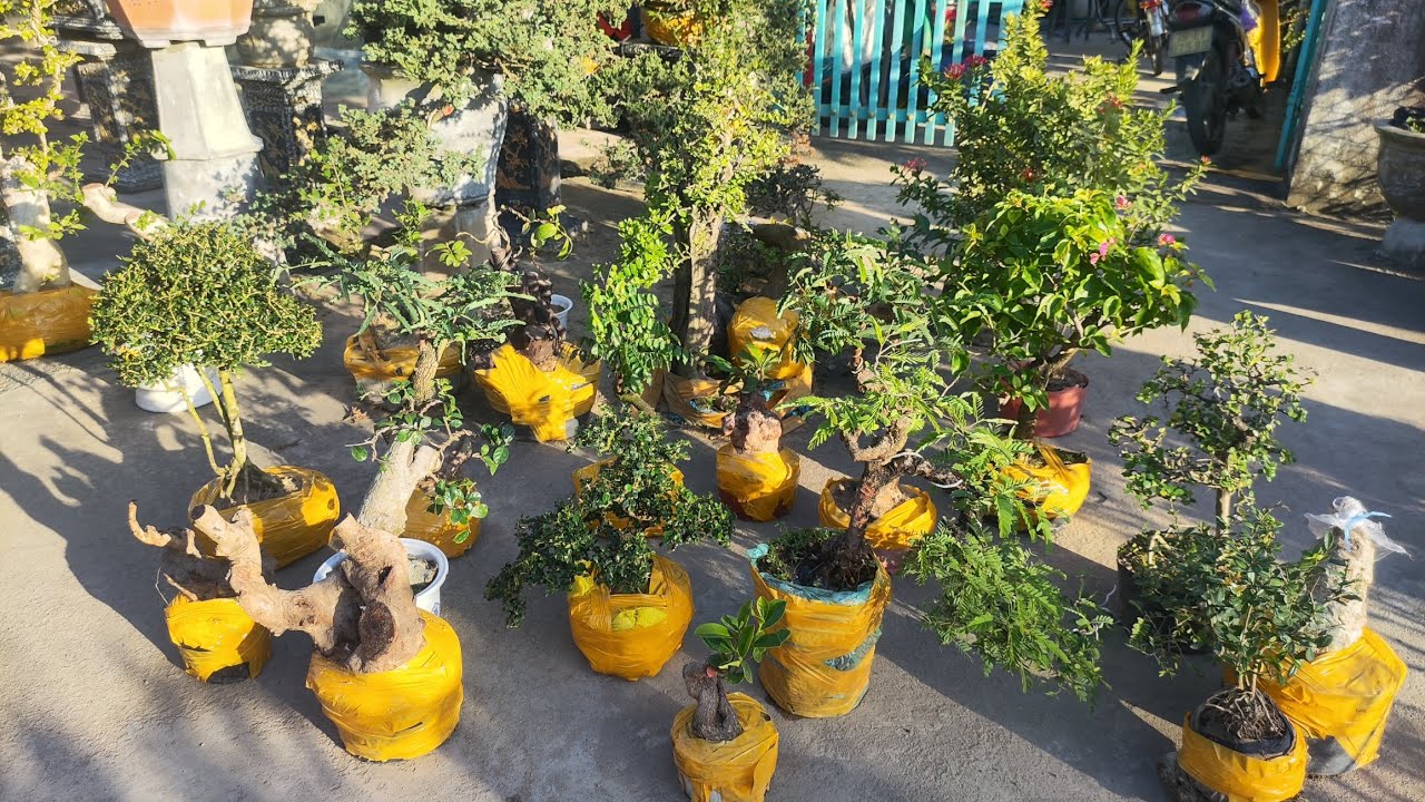 Chiều 29.1 .0359540980 gl cây cảnh các loại giá rẻ bao síp toàn quốc 