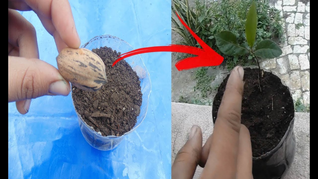 Como germinar una Nuez (Nuez Cascara de Papel)