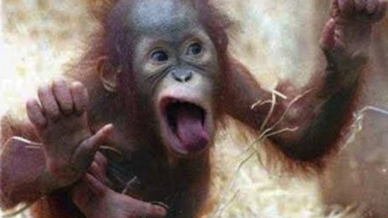 You Won’t Stop Laughing at These Funny Monkeys & Animals! 🤣🐒🐶