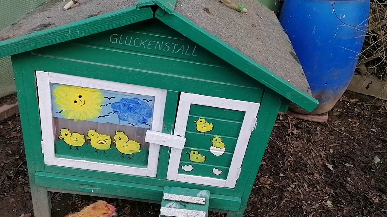 Seidenhühner Glucke - erfolgreich und tierfreundliche entglucken