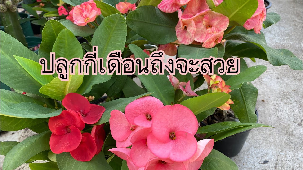 การปลูกโป๊ยเซียนไม้มงคล โป๊ยเซียนสวยๆ สายพันธุ์โป๊ยเซียน