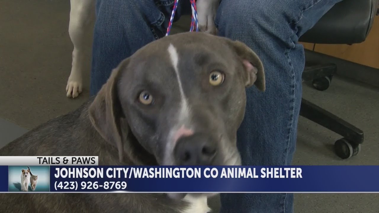 Tails and Paws for Thursday, March 28, 2019