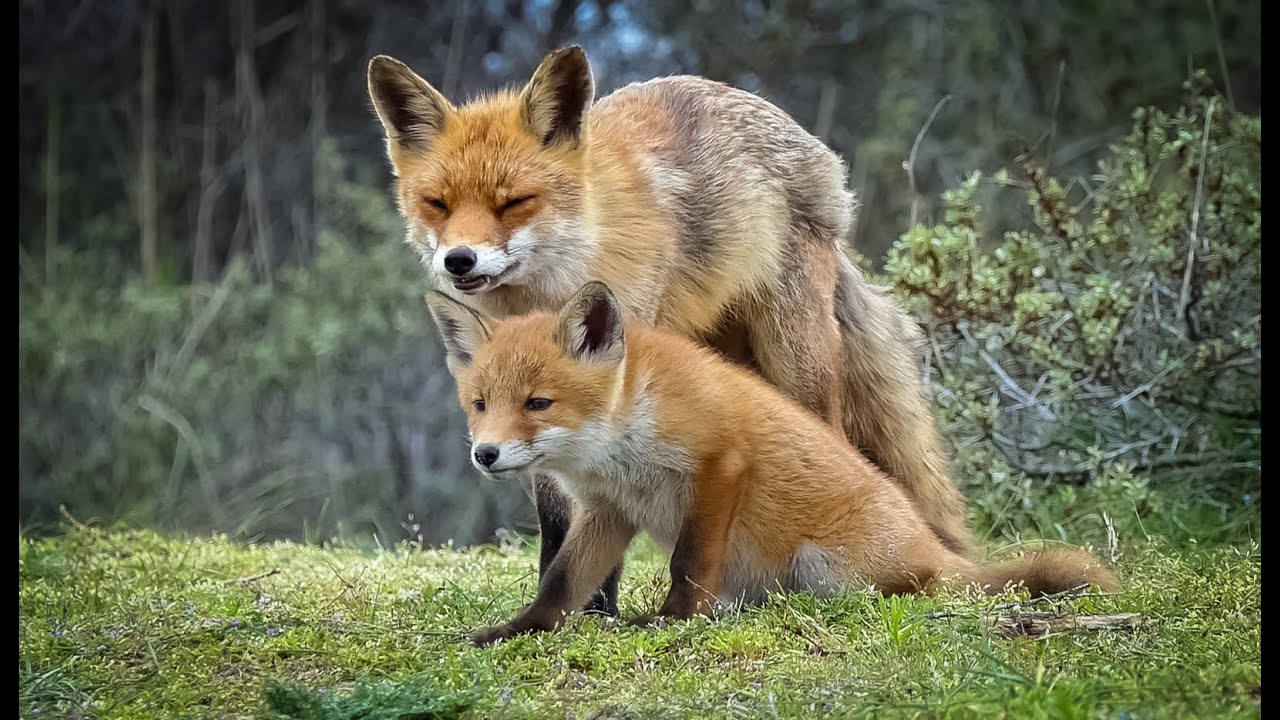 Little young fox loves his fosterparent so much....Supercute..!!!