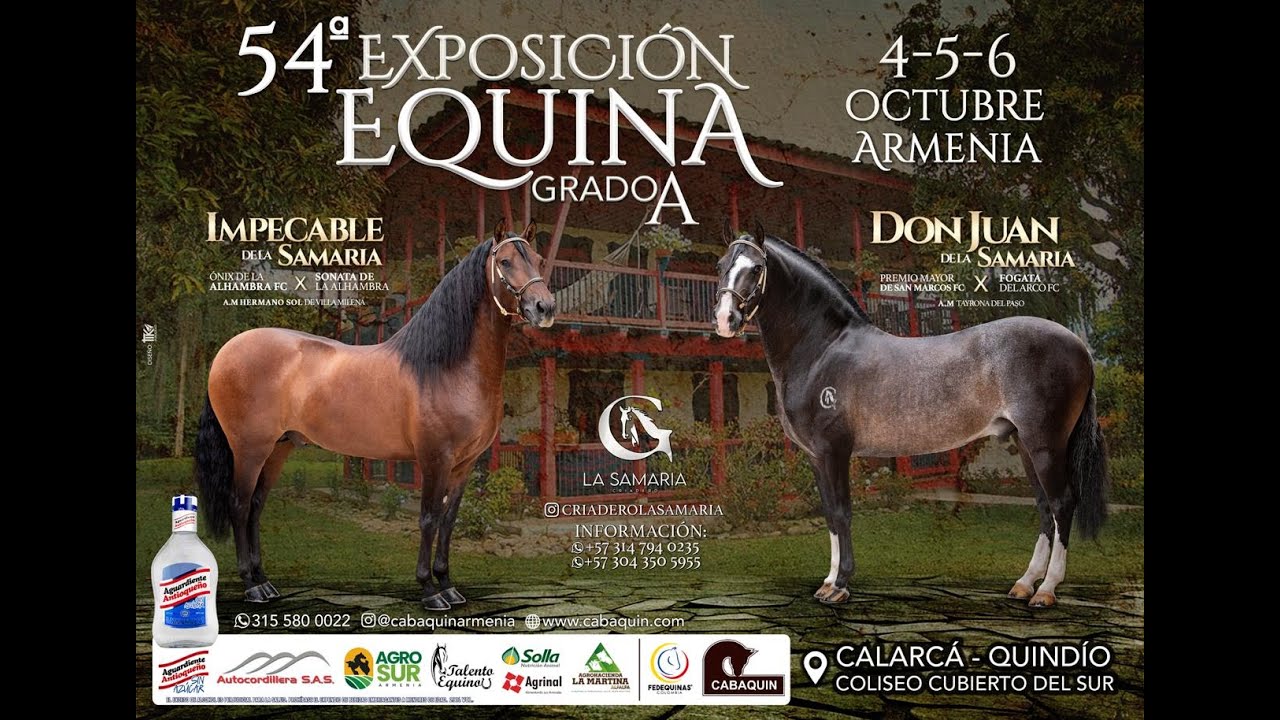 54ª EXPOSICION EQUINA GRADO ¨A¨ -  ARMENIA - 2024 PASO FINO COLOMBIANO/ TROCHA Y GALOPE