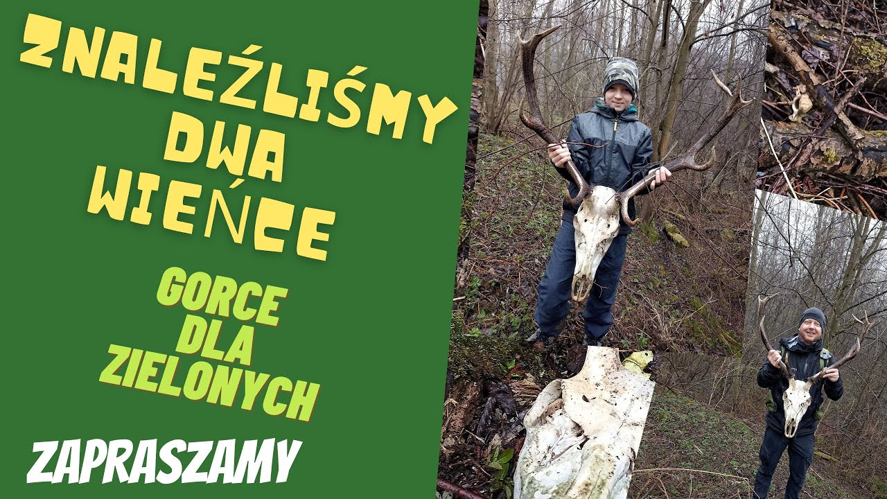 Dwa wieńce jednego dnia, szczęście nam dopisało. #gorce #wieniec #jelenie #poroże