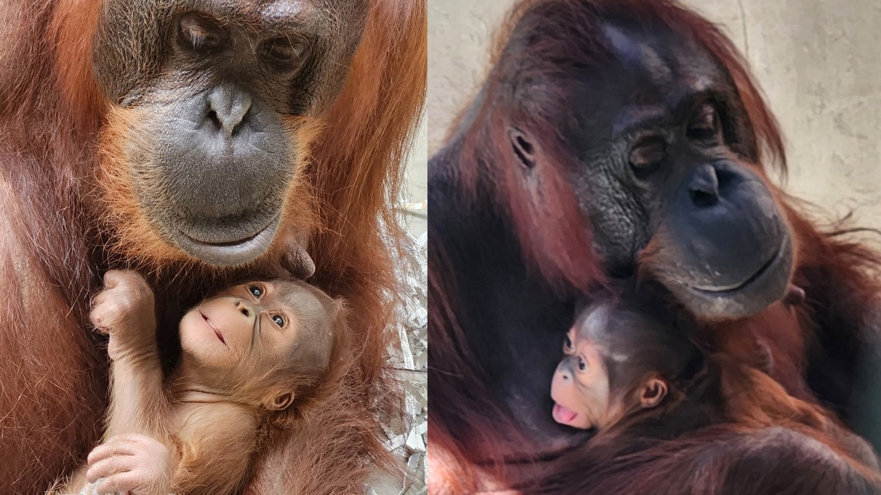 15 лет спустя… Новорожденный орангутан дарит надежду 🍼🧡