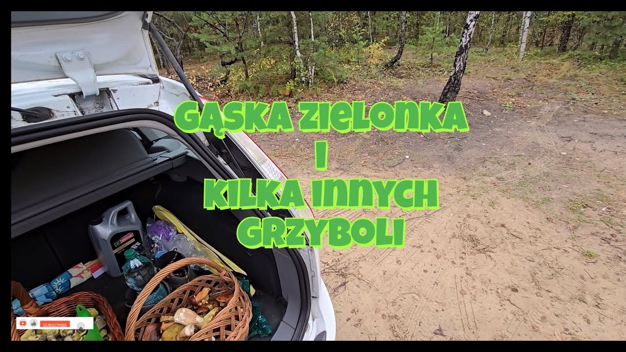 Gąski zielonki i inne grzyby z największej kuwety w Polsce 😹🍄😸🍄