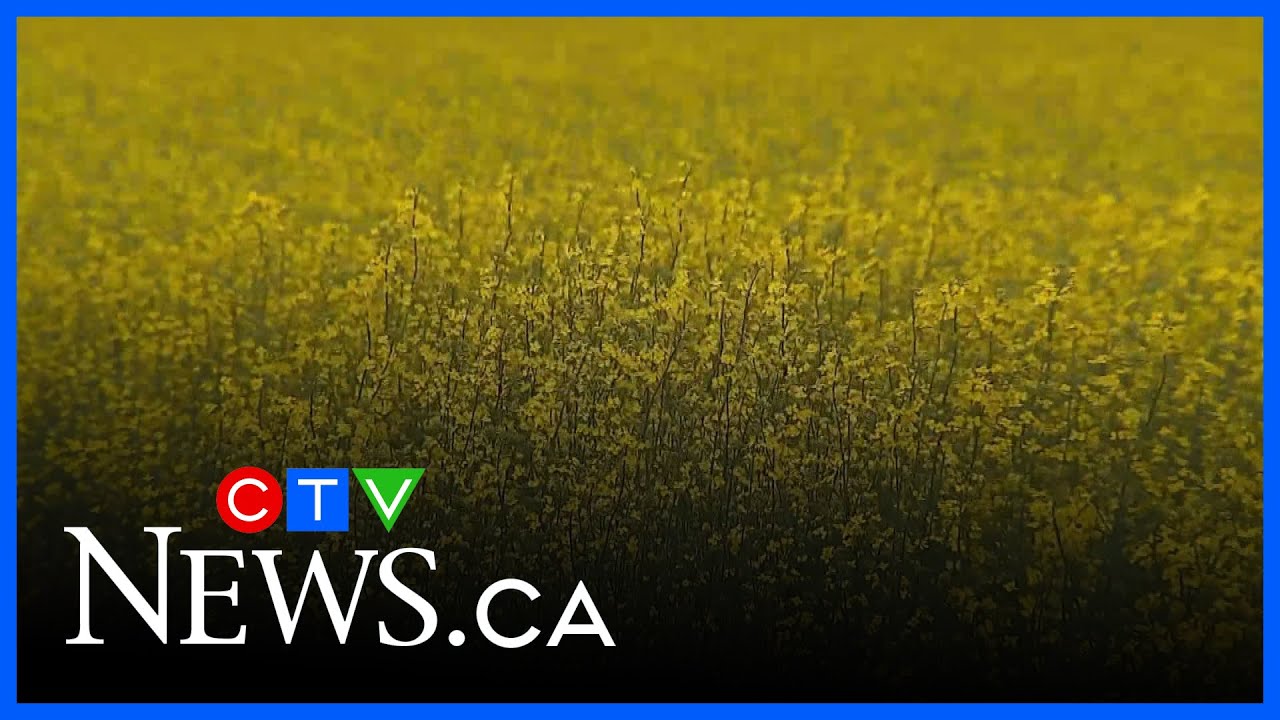 The impact of China&rsquo;s tariffs on canola farmers