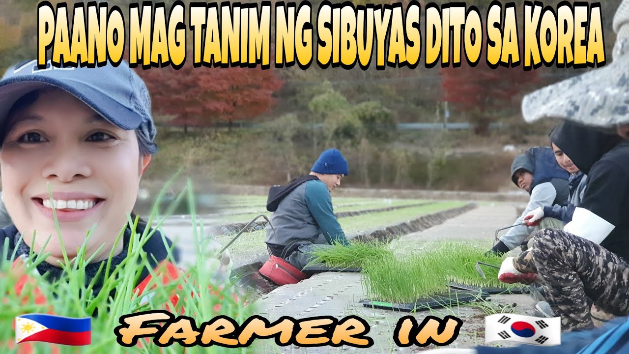 HOW TO PLANT ONION 🌰 FARMER'S IN KOREA 🇰🇷