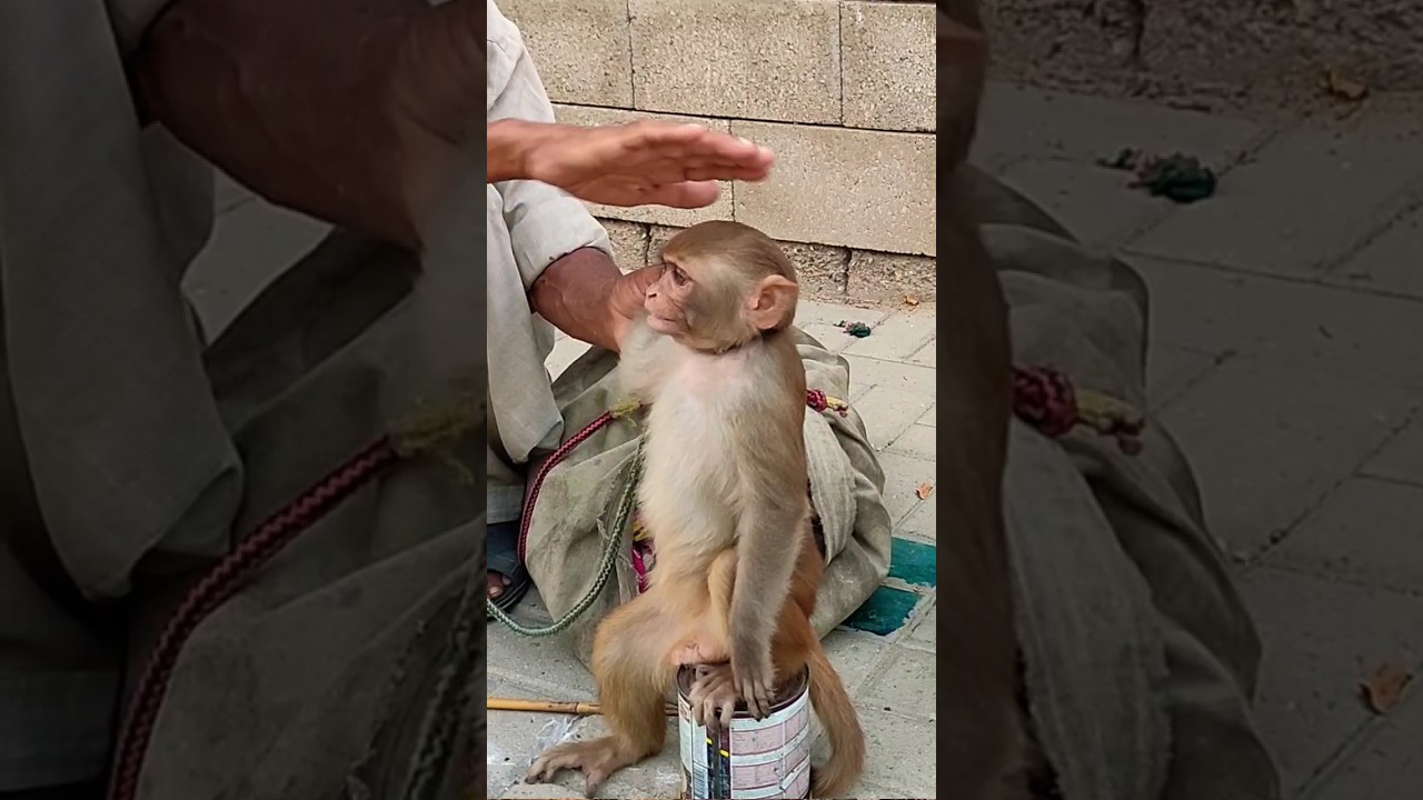 Kid is really happy to meet a monkey for the first time in his life