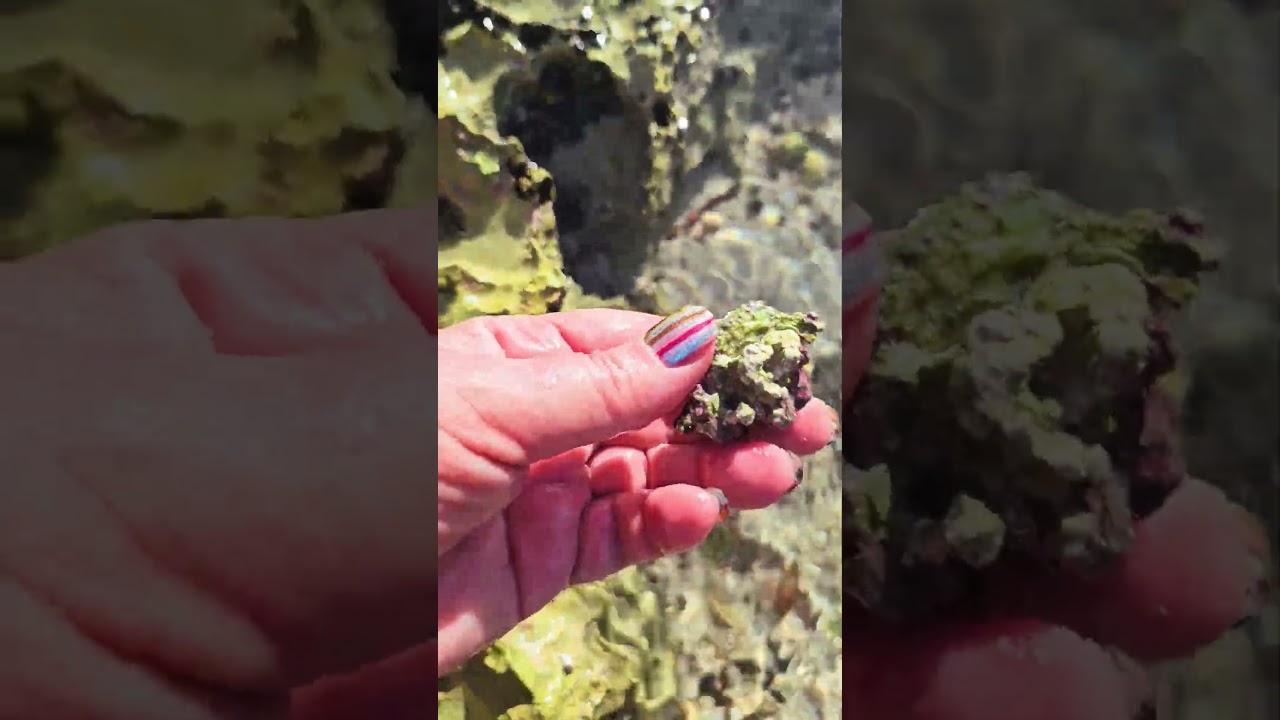 Old bivalve shell beach find Playa del Carmen Mexico tropical Caribbean Sea tidal pool life #nature