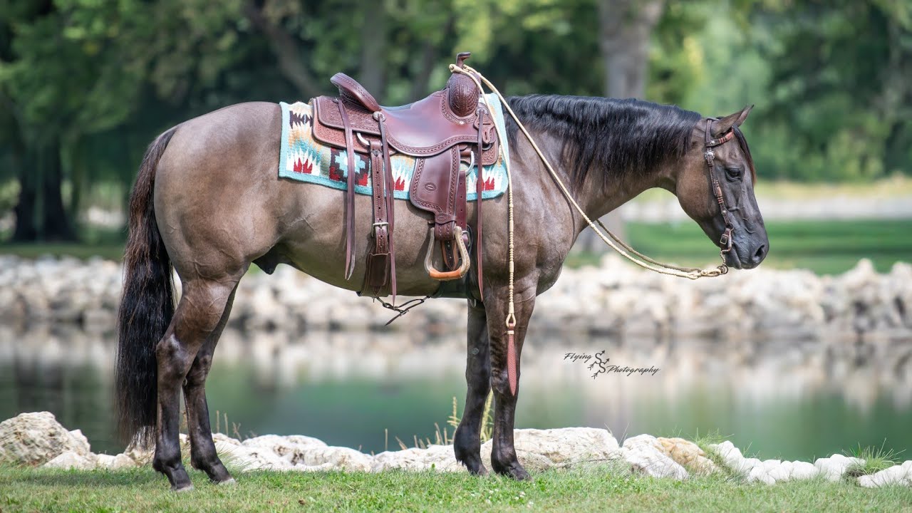 Nickle Fritz 2017 AQHA Gelding