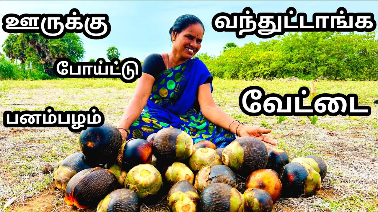 💥ஊருக்கு போய்ட்டு வந்துட்டாங்க அம்மா பனம்பழம் வேட்டை ...⁉️