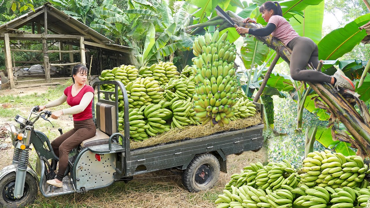 REWIND TIMALSPE --388 Days Harvesting Many Big Banana Goes To Market Sell /Phương's Story