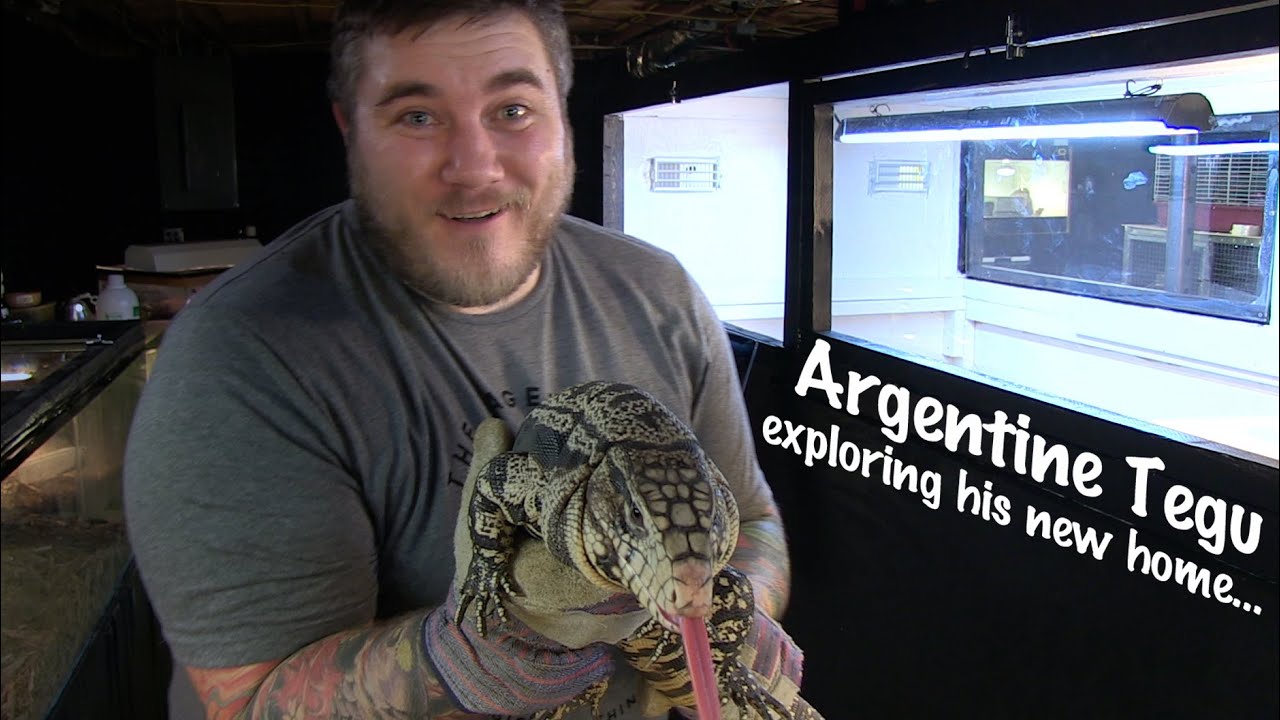 Argentine Tegu Exploring New Enclosure