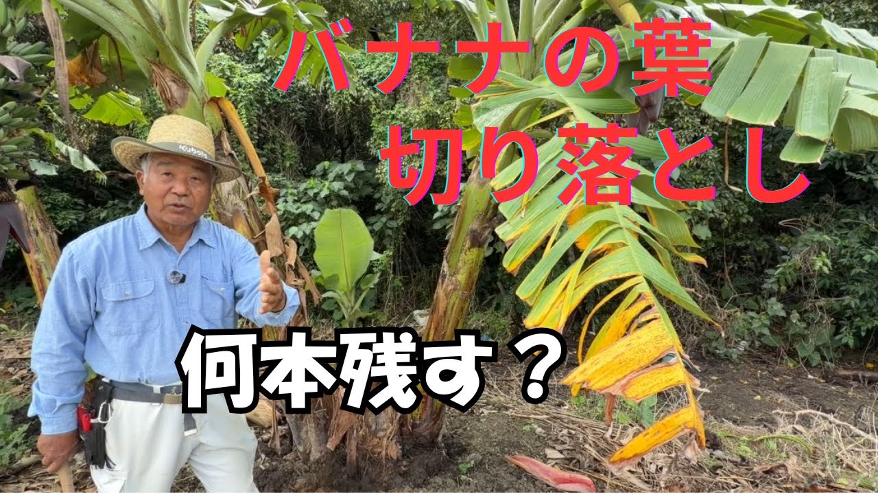 バナナ旨味成分を上げる為の作業🌈よい実にする為に根、茎、葉の管理はとても大切です。（農薬、化学肥料は使用しません）