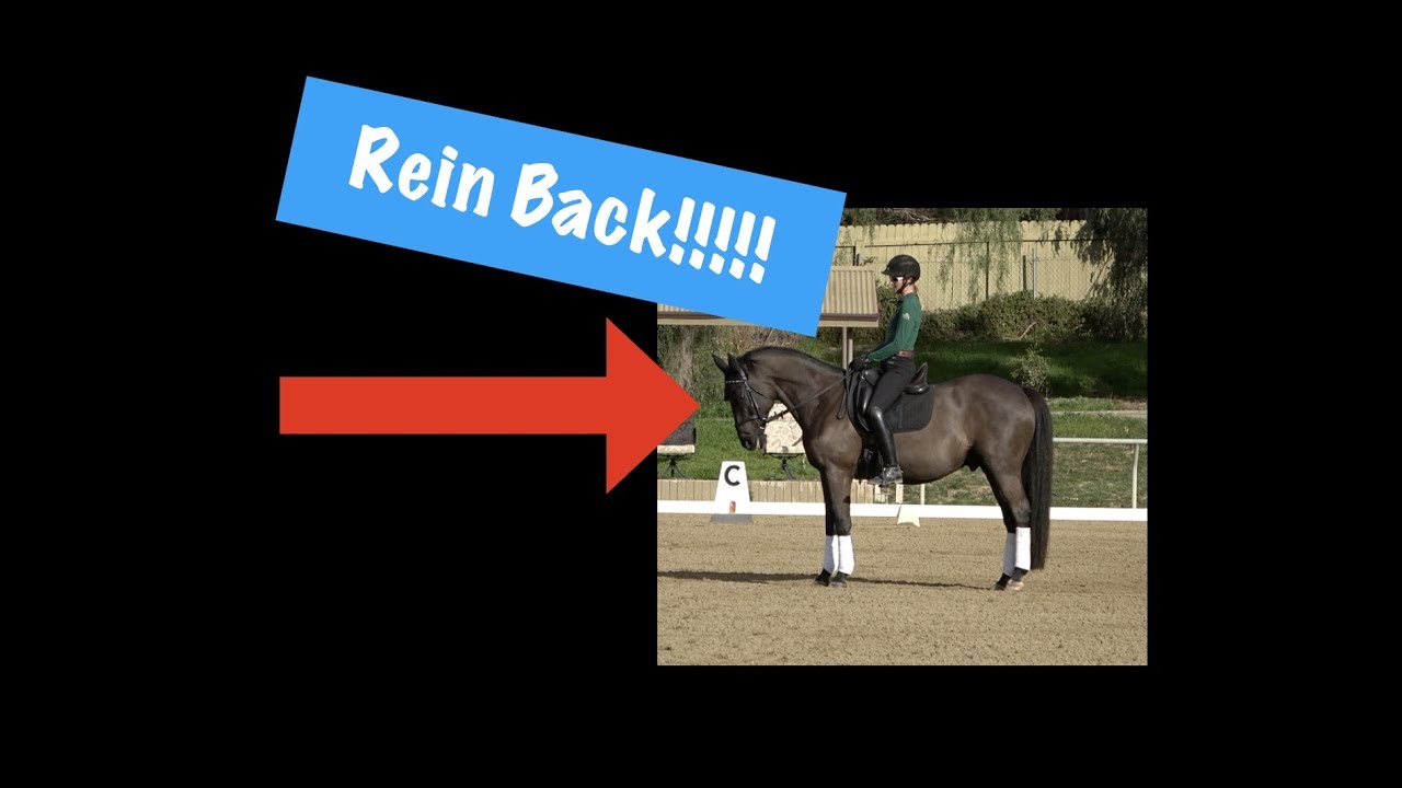 The Rein Back