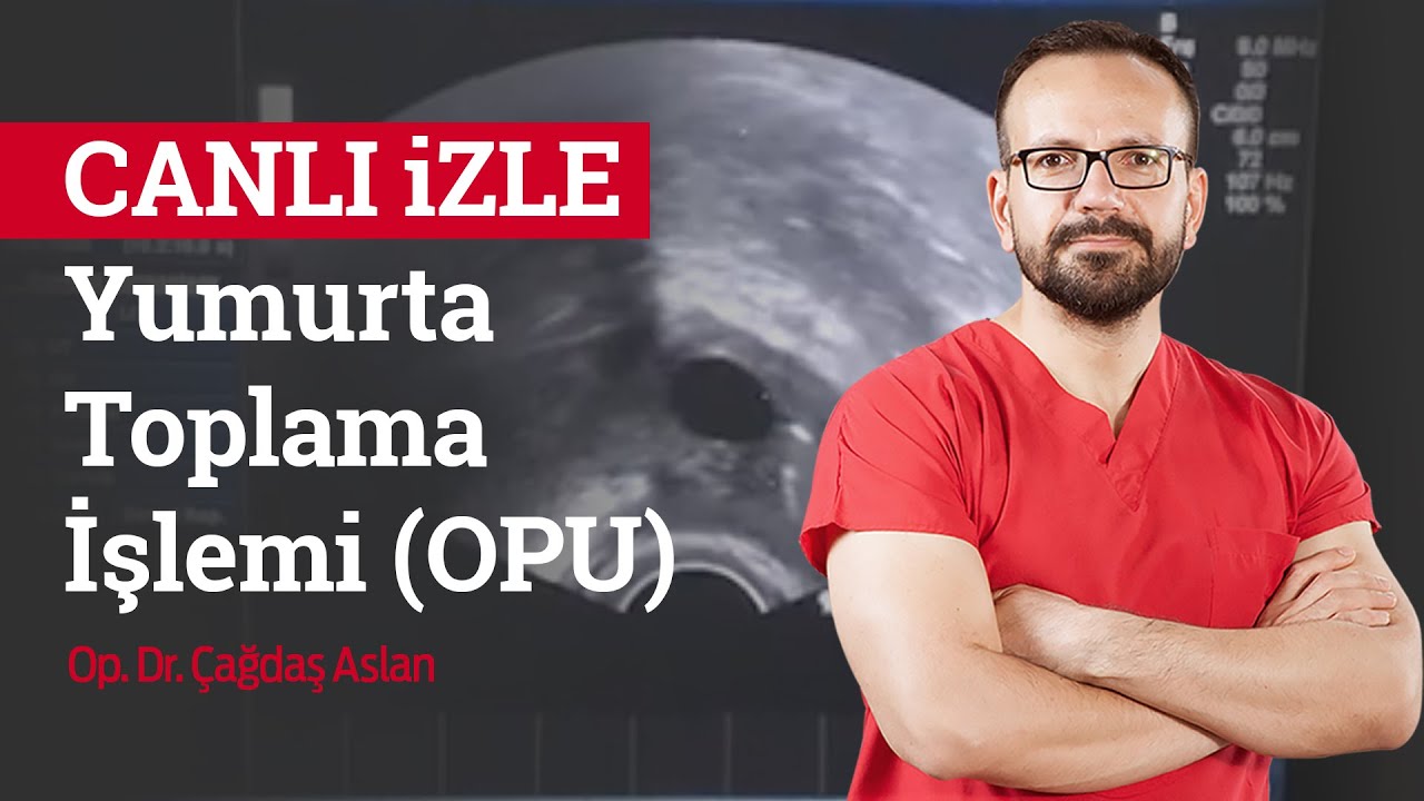 CANLI - Yumurta Toplama İşlemi (OPU)