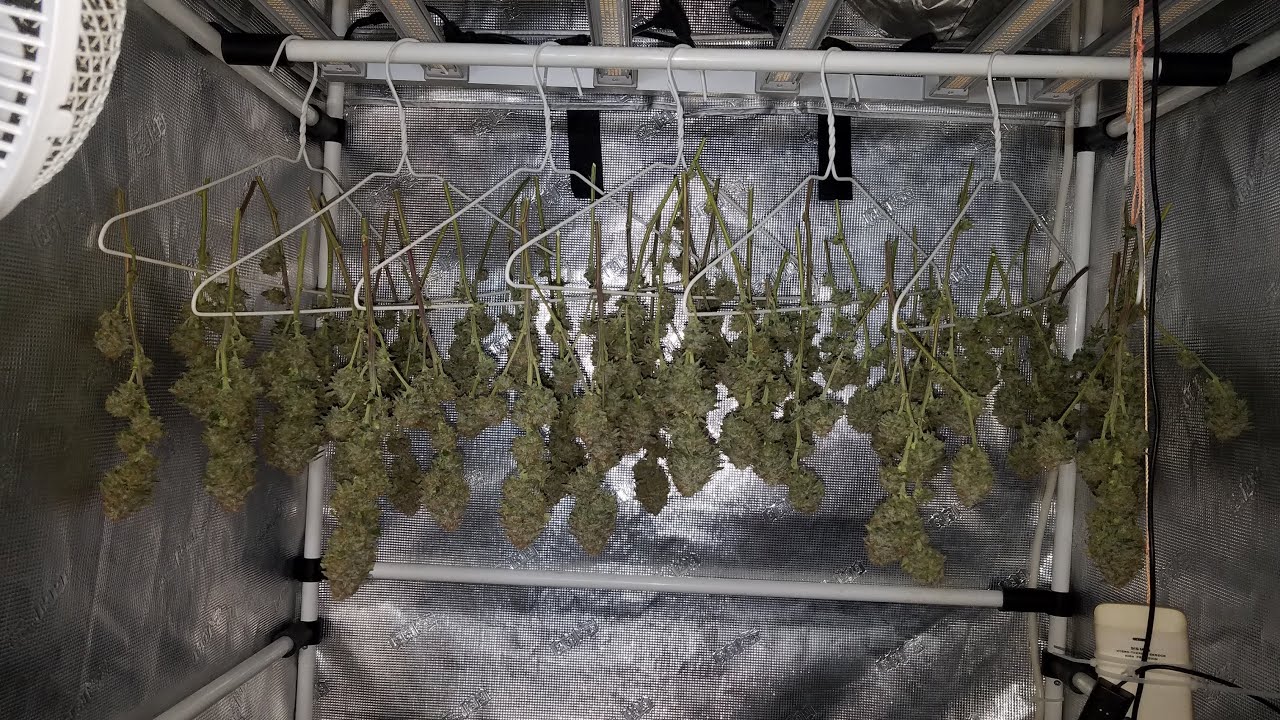 Mars Hydro FC E4800 Grow - Drying Process & Equipment