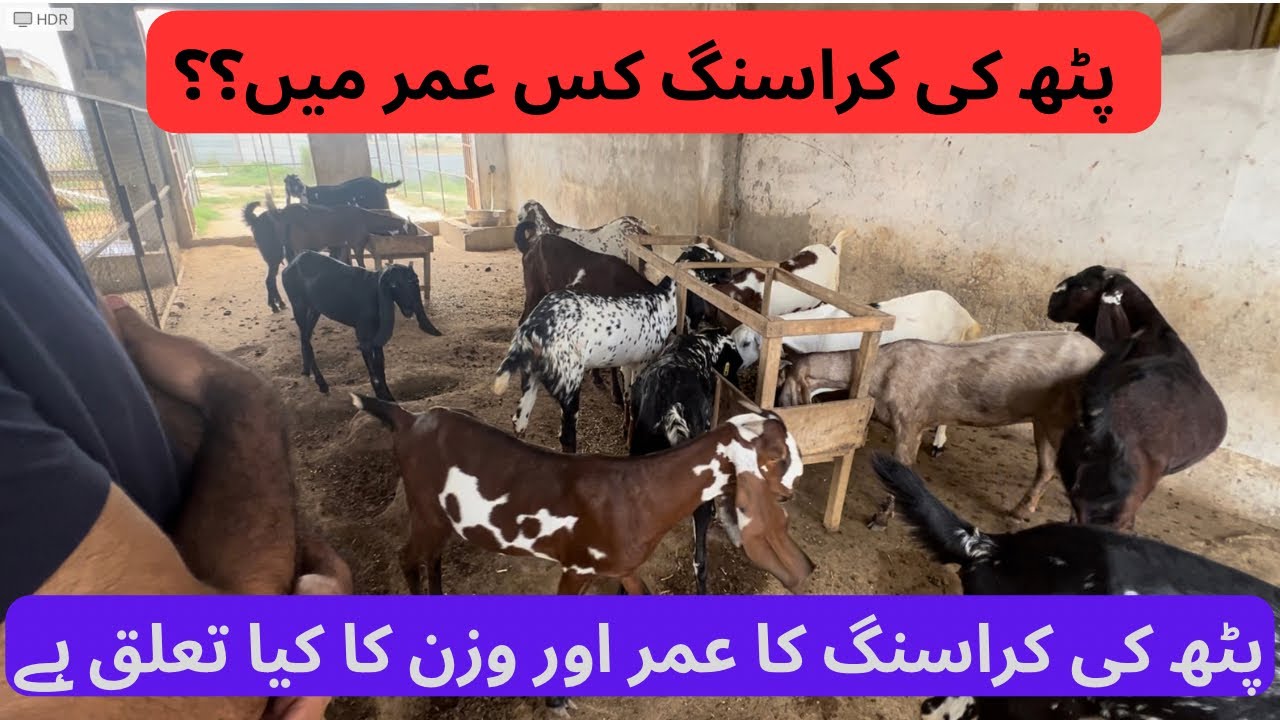 When goats should be bred for the first time?Ideal Crossing time and weight for  Profitable Farming.