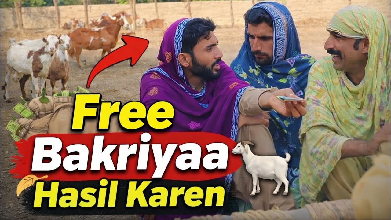 Free Bakriyaa Hasil Karen | Best Offer For Goat | Comedy Drama 