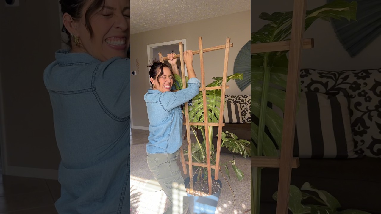 Supporting my Monstera Thai constellation onto a trellis #monsterathaiconstellation #bigplants