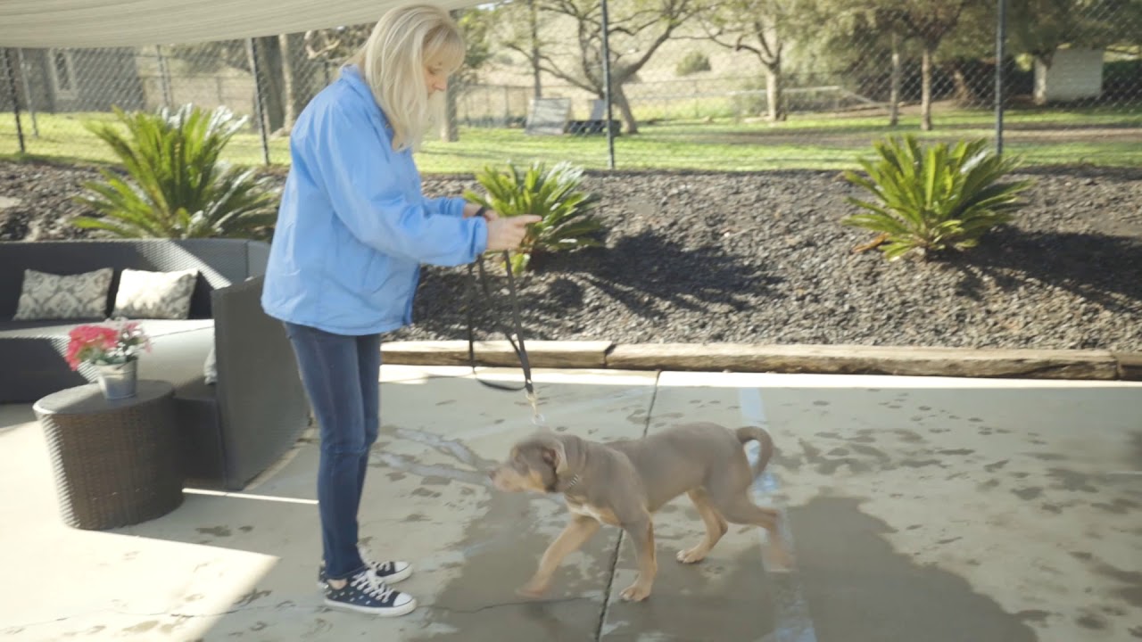 K9 Companions Basic Commands Instructional Video