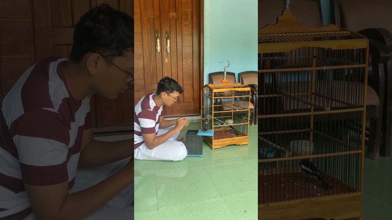 settingan jangkrik harian kacer