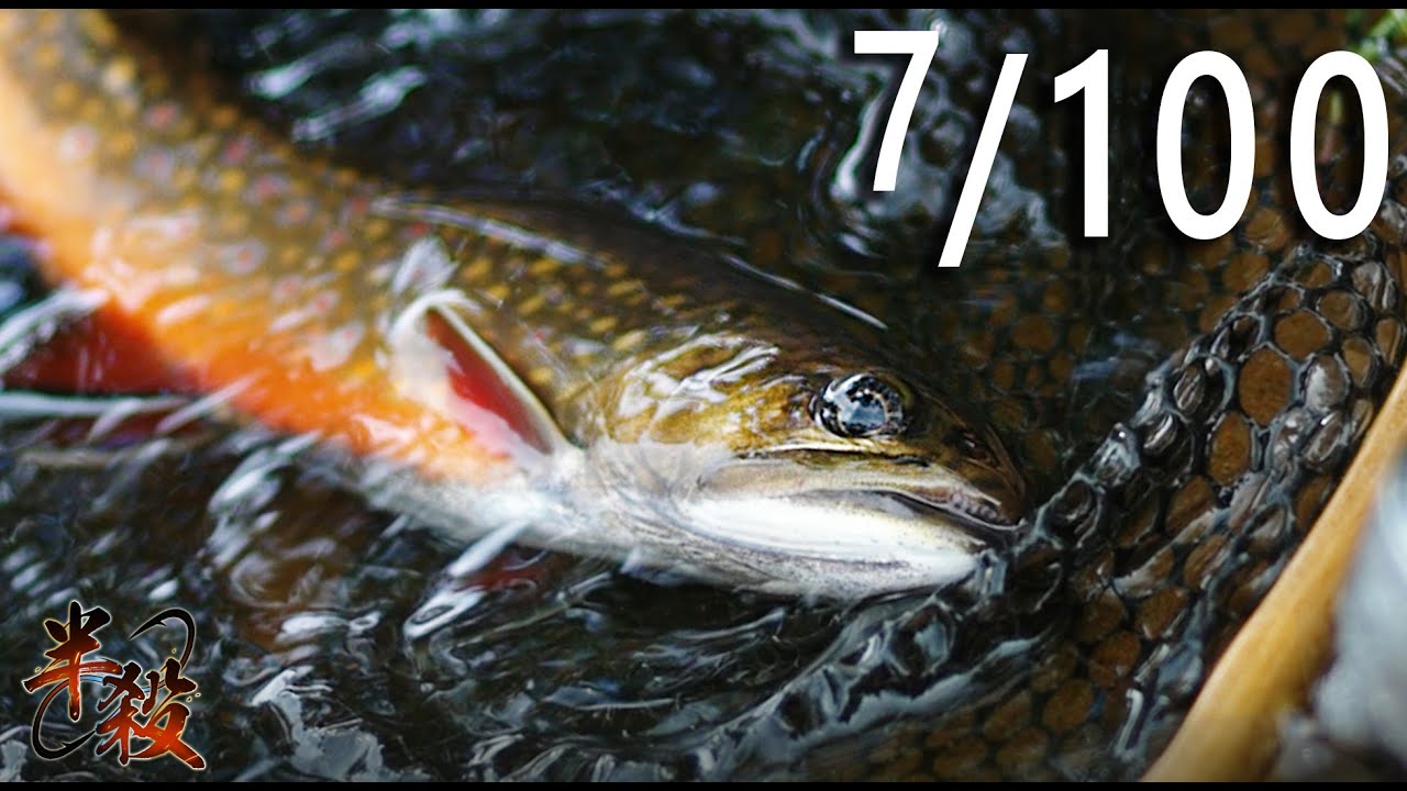 【100】探釣充滿鱒魚的壯觀河流！！！路亞微物手滑之旅！！！（2022馬爾拜河秋天釣遊）（百河 Ep.7）#半殺 #路亞 #釣魚