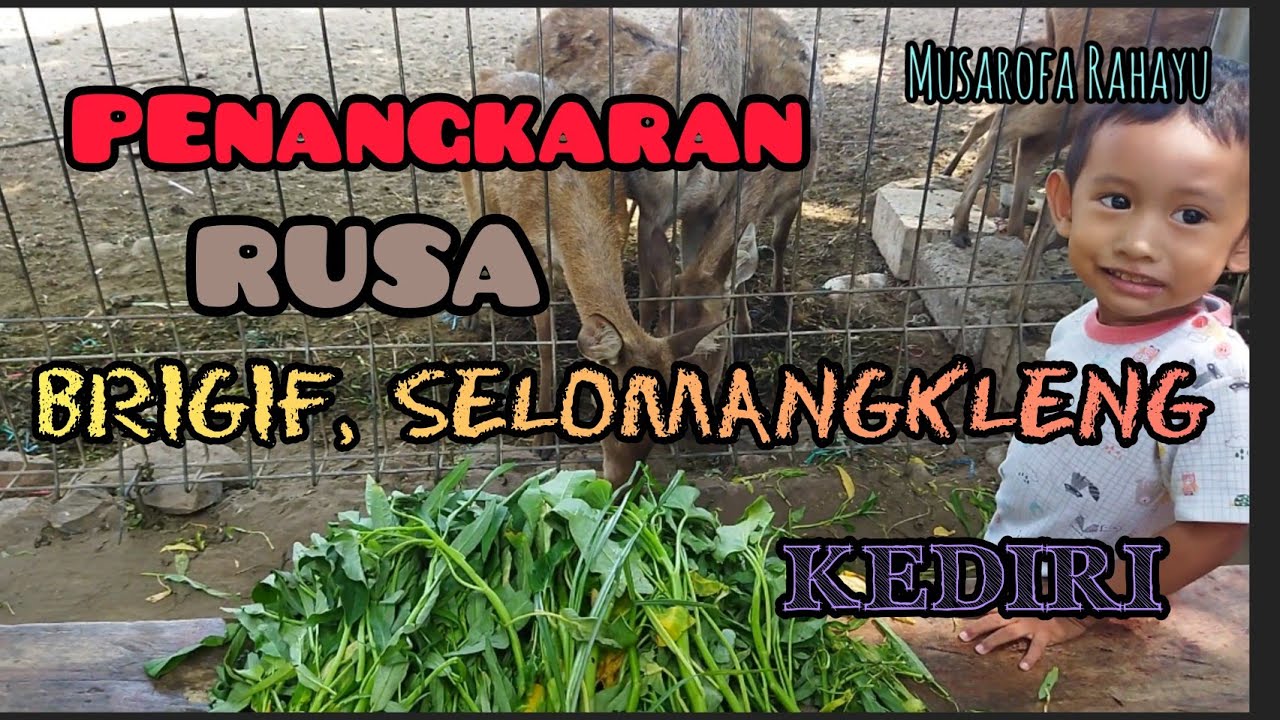 Penangkaran Rusa di Brigif, Selomangkleng, Kediri
