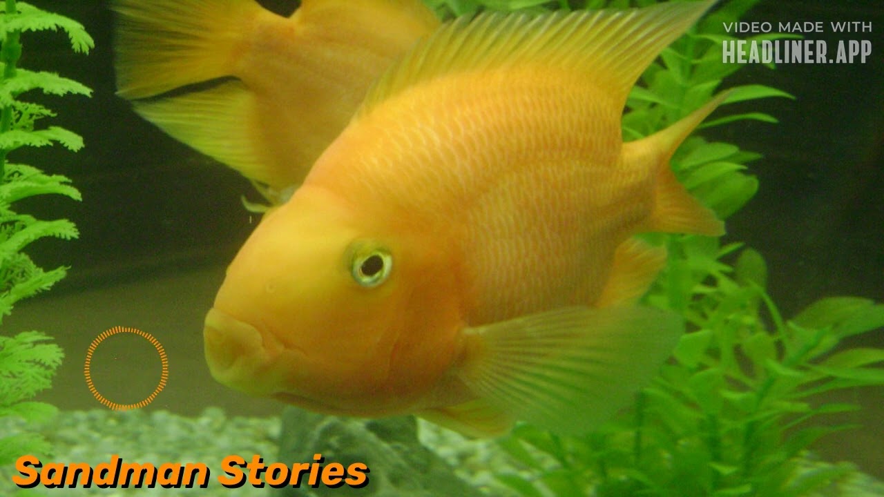 Armenia: The Maiden of the Sea; The Golden Headed Fish (Seklemian)