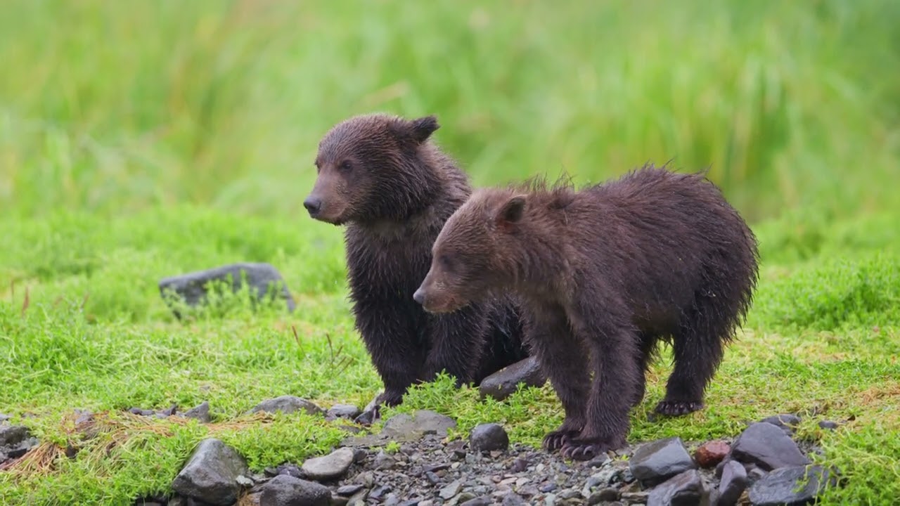 Alaska Brown Bears  Nikon Z9 N RAW 4K 120 fps