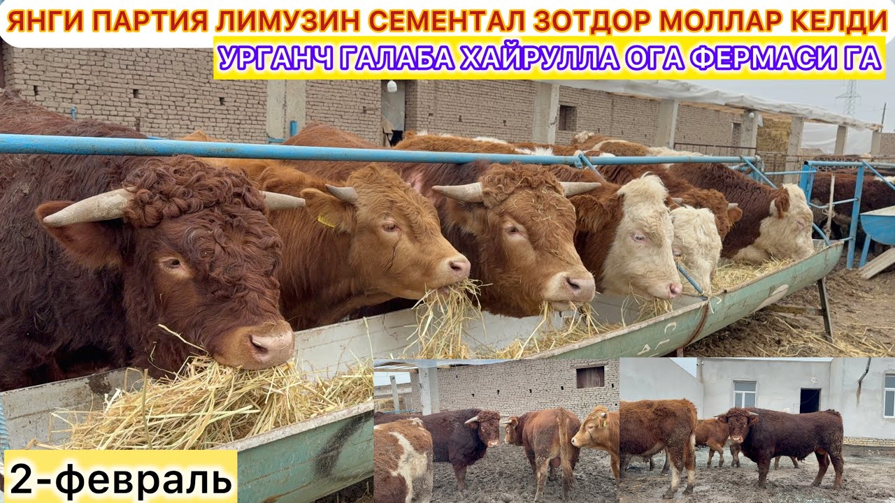 ЯНГИ ПАРТИЯ ЛИМУЗИН СЕМЕНТАЛ ЗОТДОР МОЛЛАР КЕЛДИ УРГАНЧ ГАЛАБА ХАЙРУЛЛА ОГА ФЕРМАСИ ГА 2-февраль.