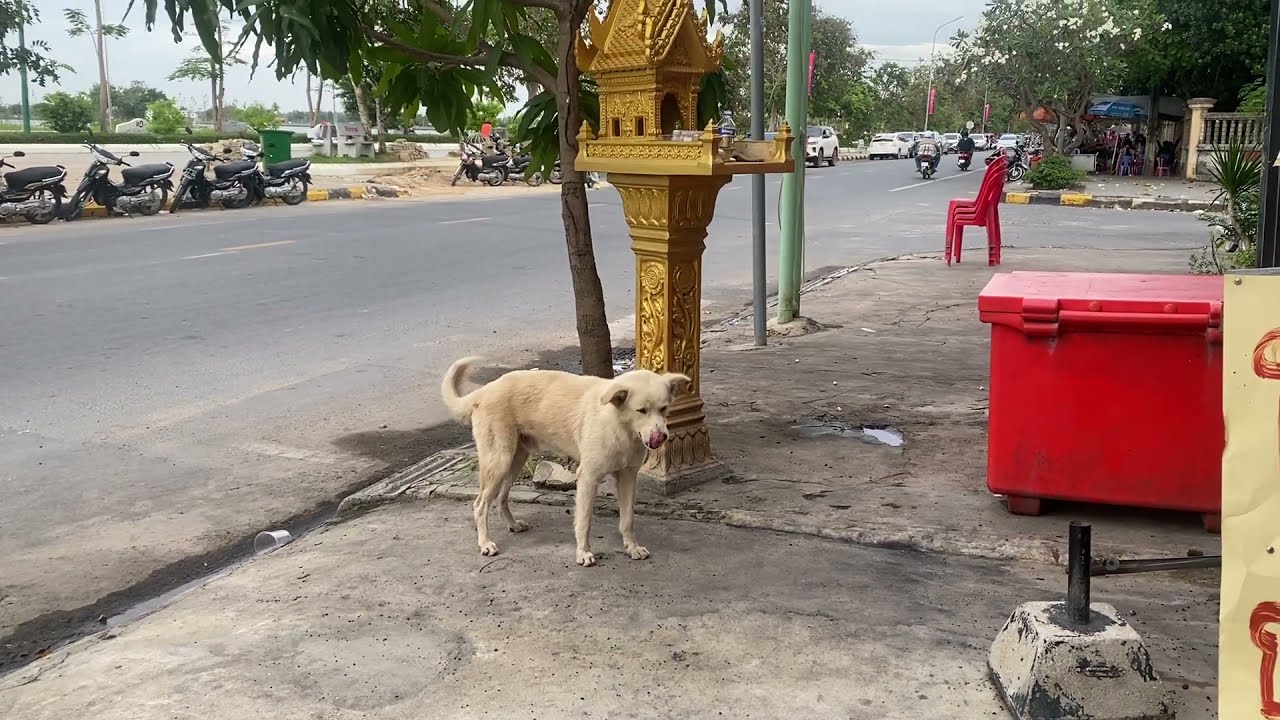 Golden dog waiting second round mating outside home #dogmom #meeting #pets