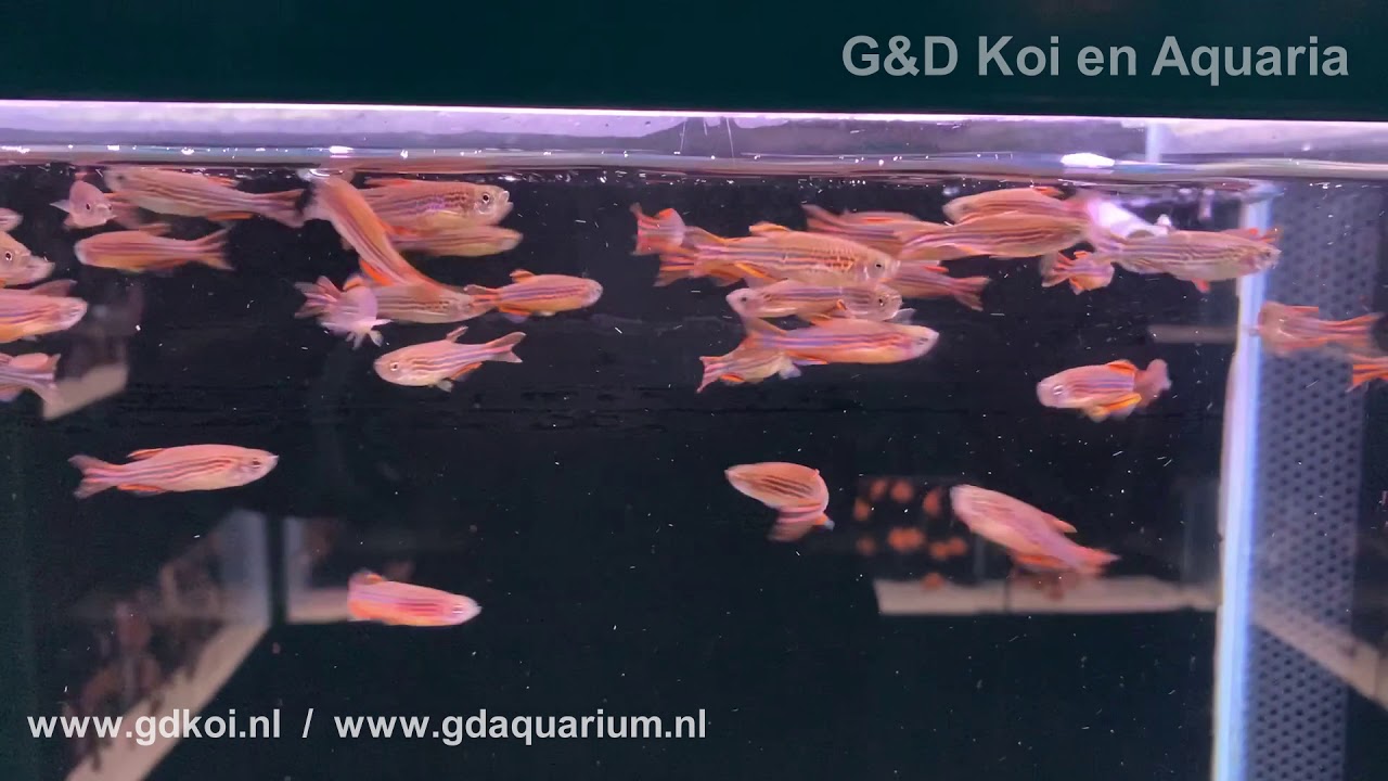 Danio Kyathit - Kyathit danio