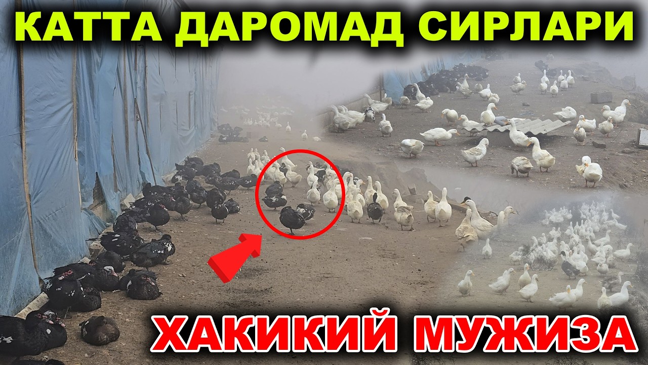 УРДАКЧИЛИКДАН КАТТА ДАРОМАДГАЧА 2026