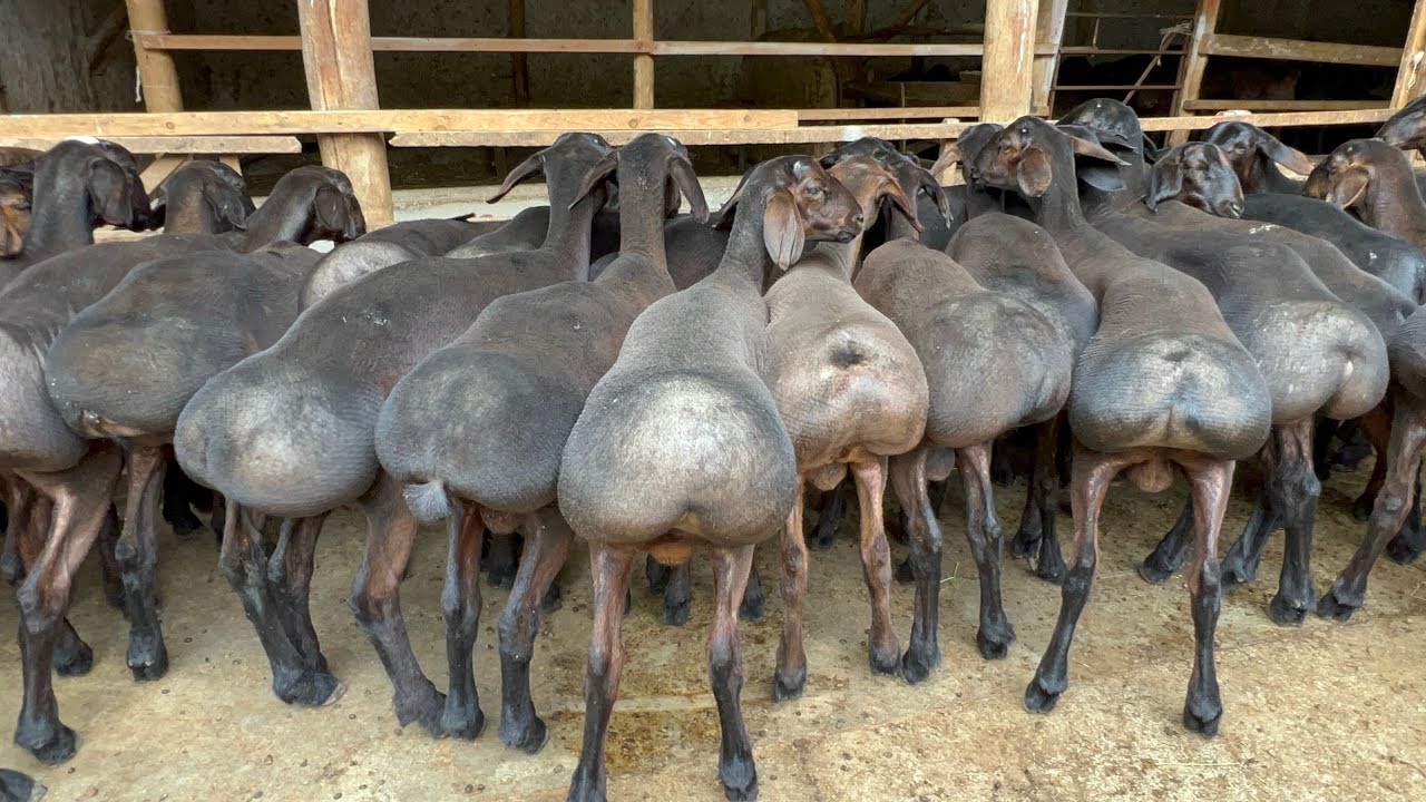 🐏 PORTLATDI!😱 10 oylik qo‘chqorlar 3.7 mln.dan — SHOK! 🔥💰