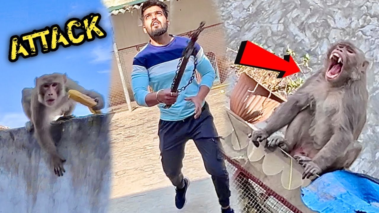 CHINKI Ke Paas Khoonkhaar Bandar Ne Attack Krdiya 😰