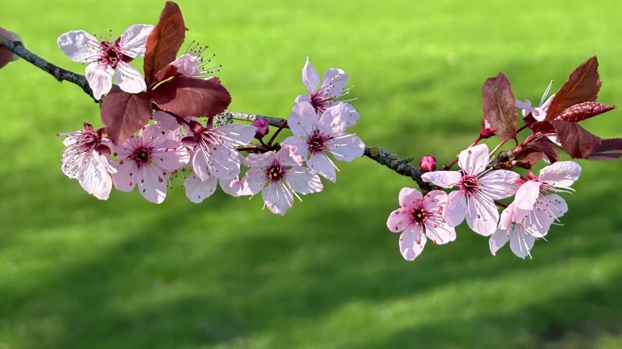 Trees starting to bloom in the South-Wales Uk #trees #plants #hills 
