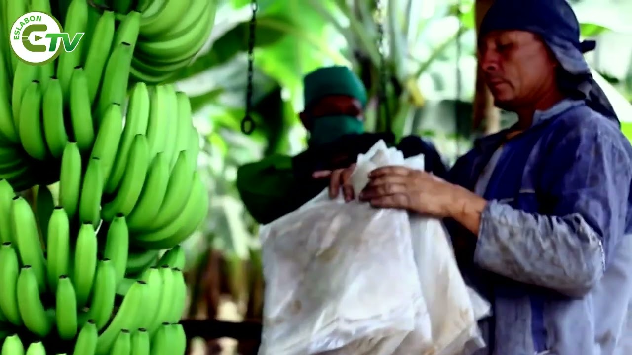 🍌⚠️ Preocupación en el sector bananero de Ecuador.