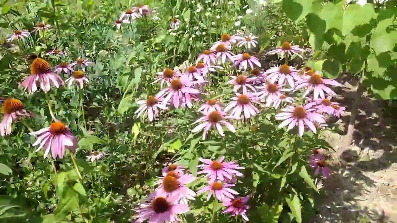Midsummer Garden update!