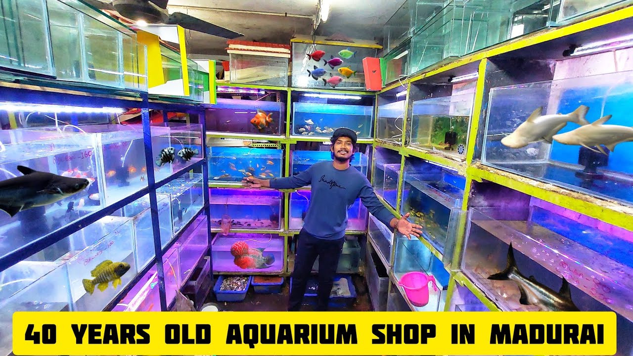 40 வருட காலமாக மதுரையில் இருக்கும் AQUARIUM SHOP 🦜🐦‼️ SafiQ's Thought
