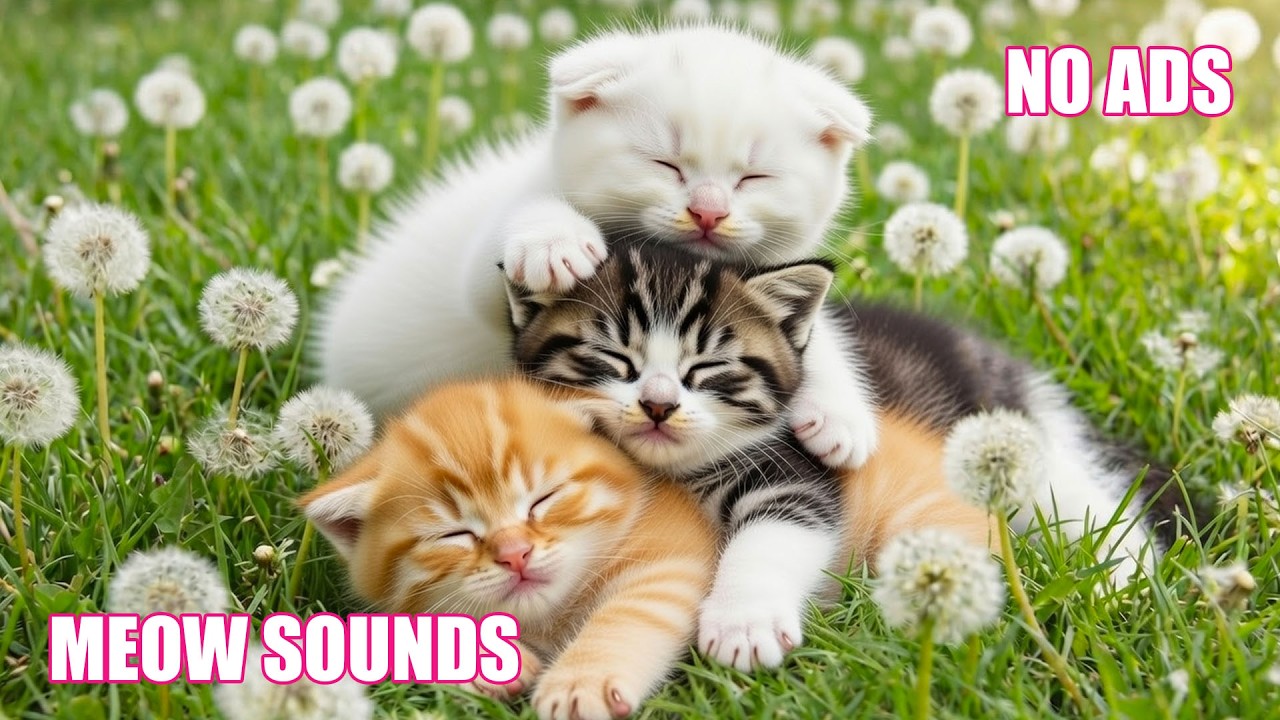 12 Hours Of Soothing Cat Music 🎵 Relaxing & Healing Music for Cats💖😸Deep Sleep Music No Ads