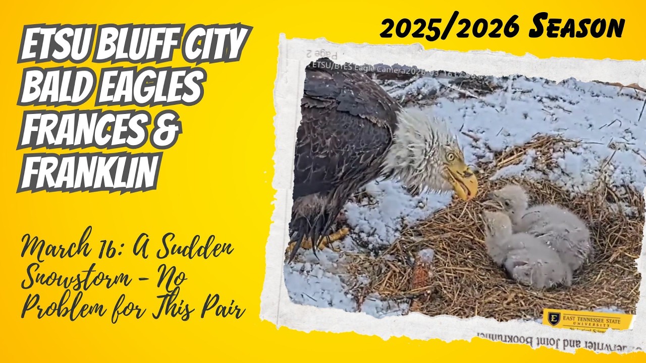 A Sudden Snowstorm - No Problem for This Pair | ETSU Bluff City Nest Franklin & Frances (3/16)