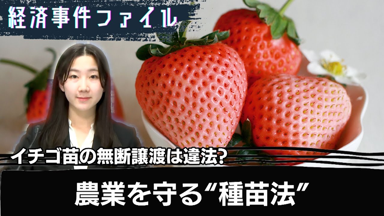 希少イチゴの苗を無断で譲渡したら違法？“農業守る切り札”種苗法とは【経済事件ファイル】