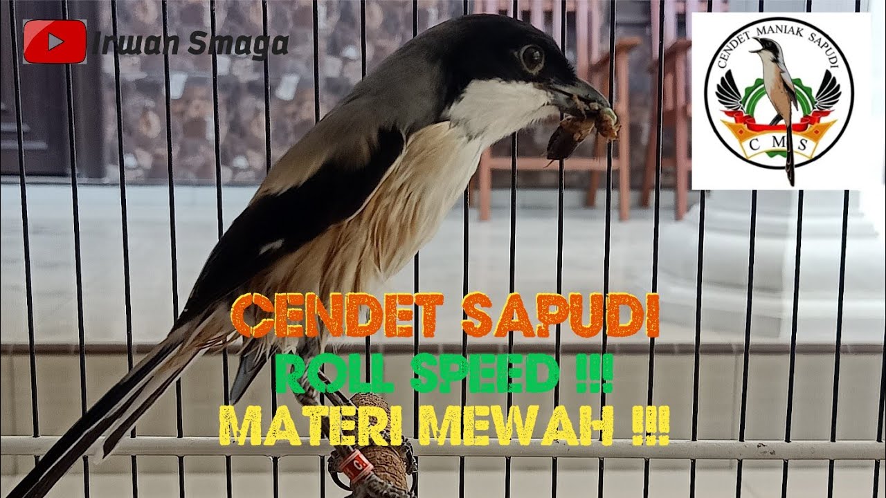 cendet sapudi roll speed materi mewah