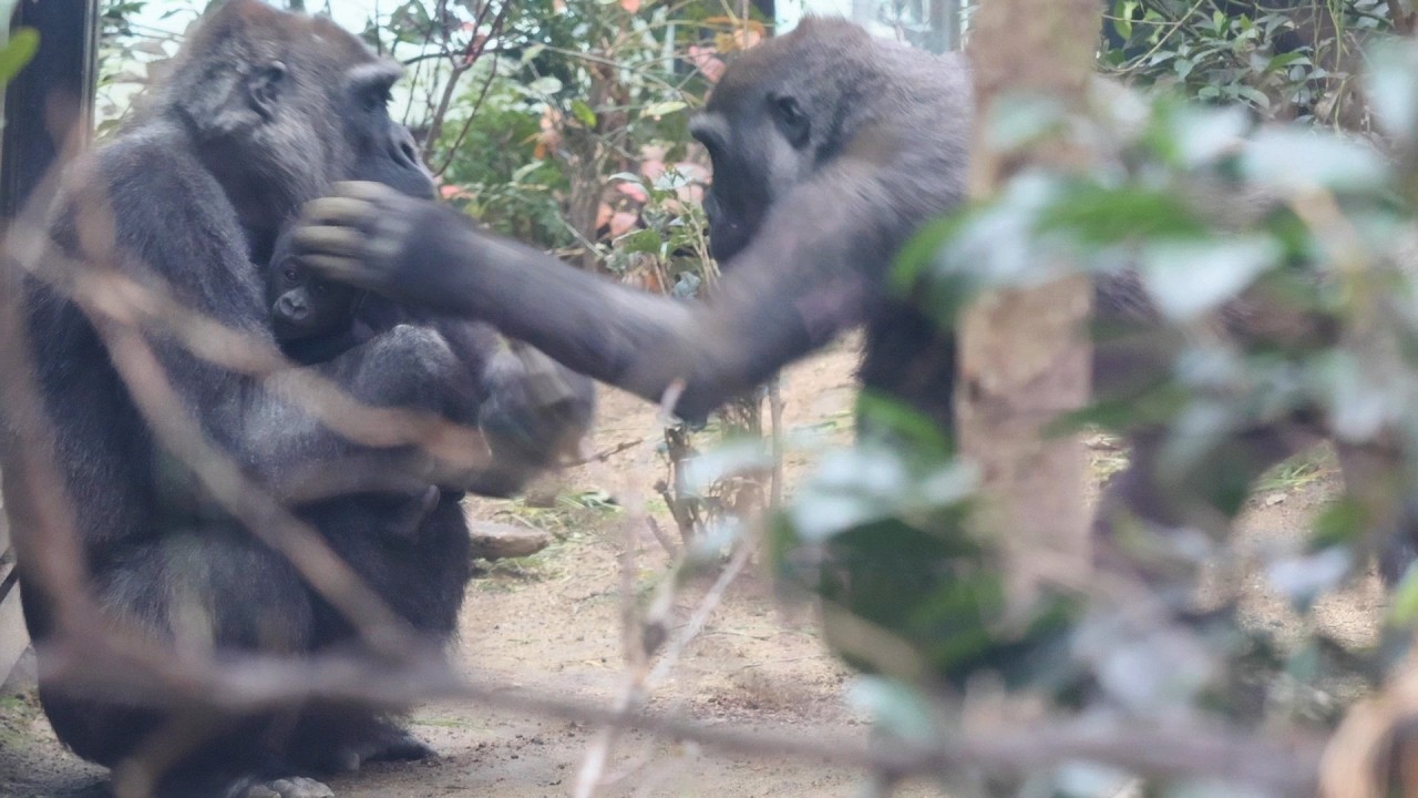 赤ちゃんびっくり…キンタロウの思わぬ行動｜京都市動物園｜撮影日2026.2.27｜【きょうのゴリラ】