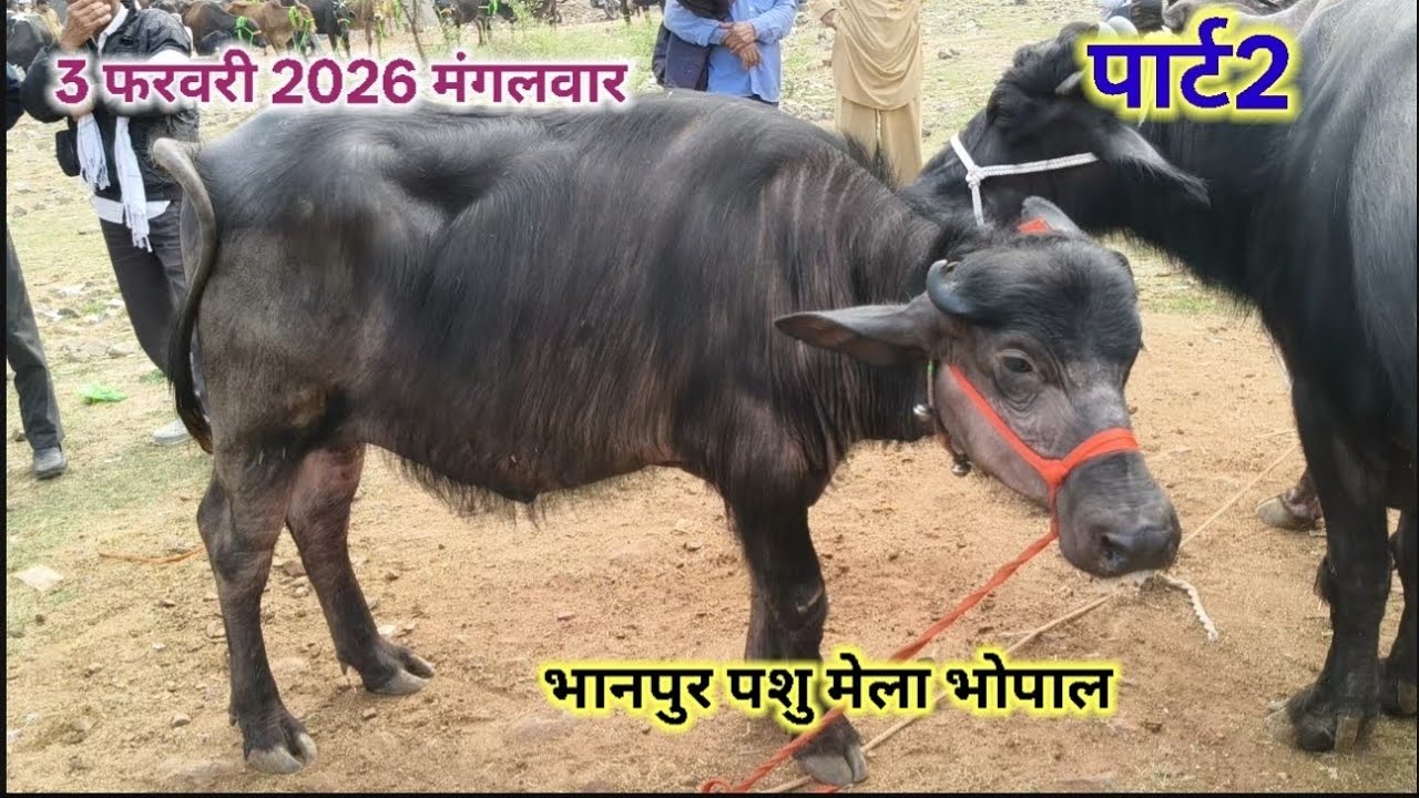 शानदार बकडी भैंस एवं कटनी (पड़िया)।। भानपुर पशु मेला भोपाल ।। कम कीमत में शानदार गाय भैंस 