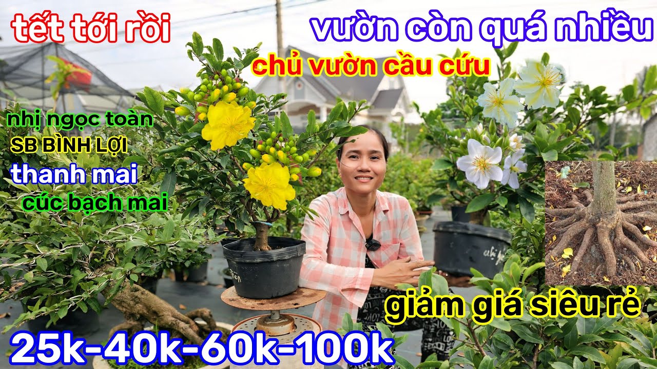 🌲23/1☎️vườn mai Chị Bé☎️mai ghép chơi tết🌲giá mềm dễ chơi🌲25k-35k-50k🌲xả rẻ chấn động 